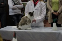 /album/fotky-z-vystav/a154621-529704647040956-36950581-n-jpg/