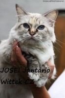 /album/fotogalerie-kocka/pepca-jpg/