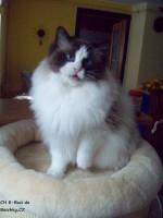 /album/fotogalerie-kocka/a329-3482-jpg/