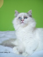 /album/fotogalerie-kocka/a331-3986-jpg/