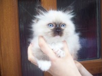 /album/fotogalerie-kotata/a331-6041-jpg/