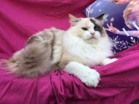 /album/fotogalerie-kocka/a122571376-1060490951059502-5651160027444598624-n-jpg/